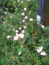 Hagebutte - Rosa canina * 808 x 1077 * (380KB)